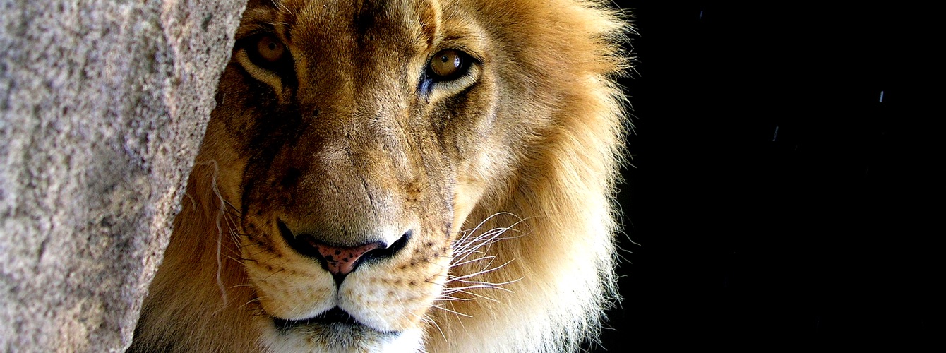 The Lion s Roar Impact Christian Fellowship The Lion s Roar Impact Christian Fellowship